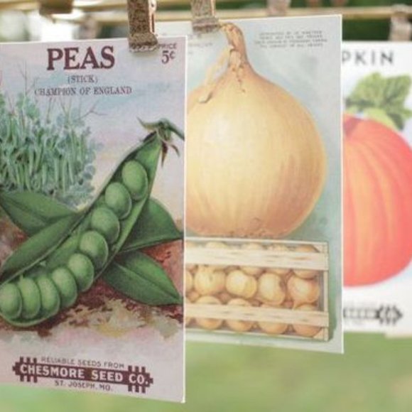 Cavallini Other - Vintage Farmer's Market Carte Postale postcard set